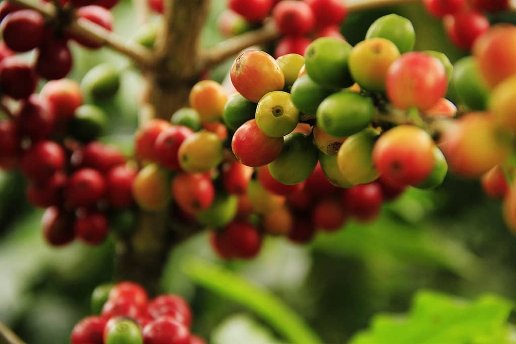 coffee grains, mature, farming-