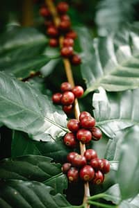coffea plant