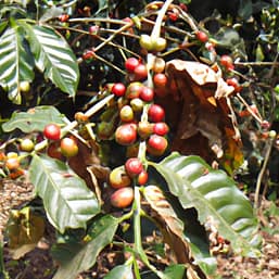 effect of climate change on coffee